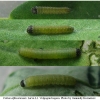 colias alfacariensis larva1 volg